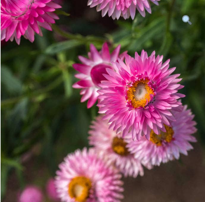 Pink Strawflower Earrings: 14k Gold Plated