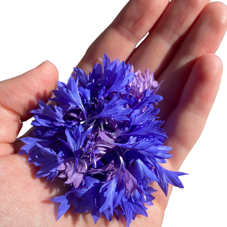 Cornflower Teardrop Earrings
